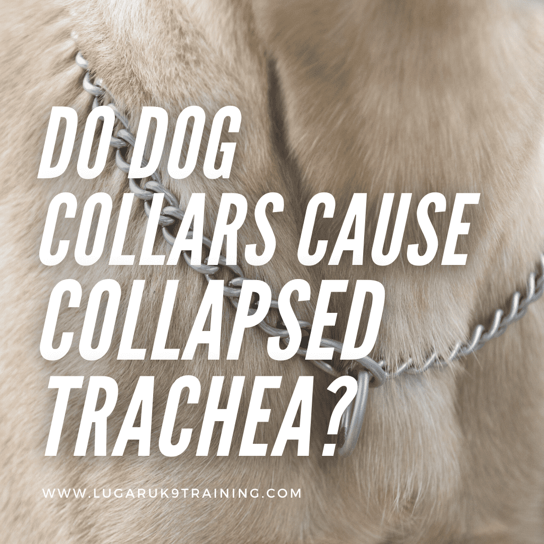 can a tight collar cause a dog to cough