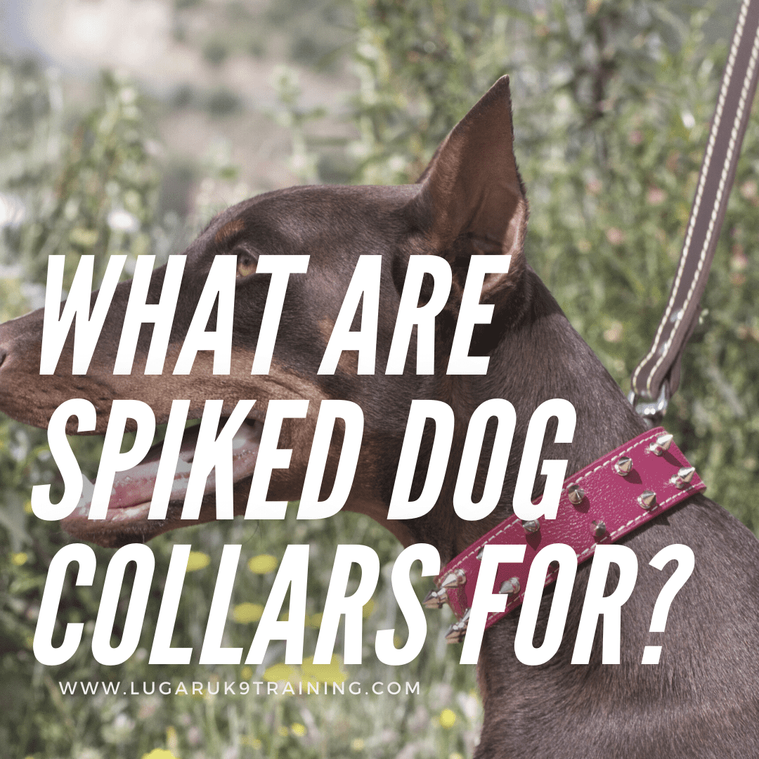 can collars hurt dogs neck
