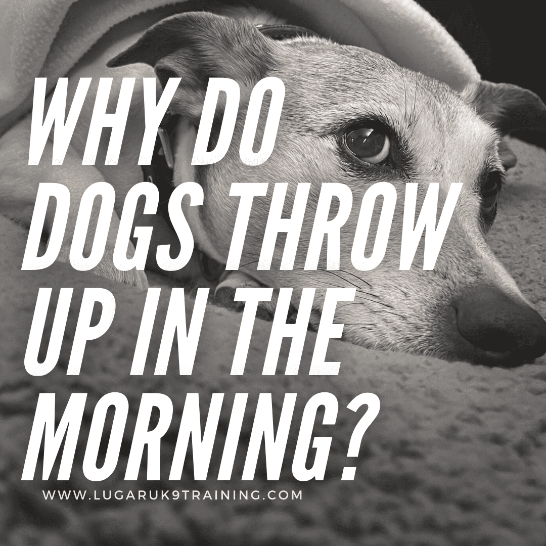 can dogs throw up from an empty stomach