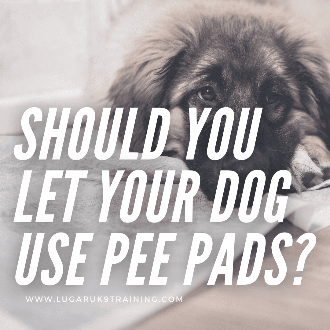 how do you wean a puppy off pee pads