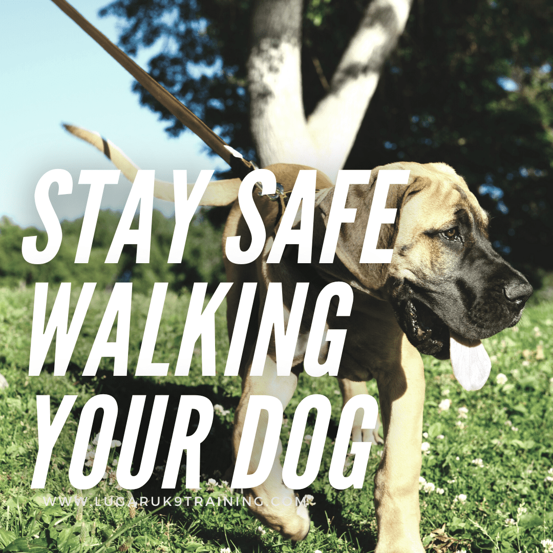 how to keep your dog safe on a walk