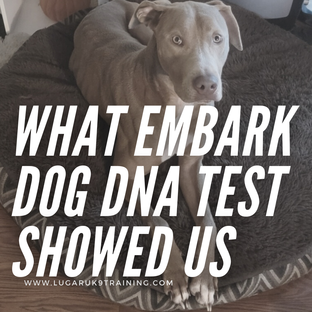 I Tried the Embark Vet Dog DNA Test on My Adopted Pup and Got Surprising  Results