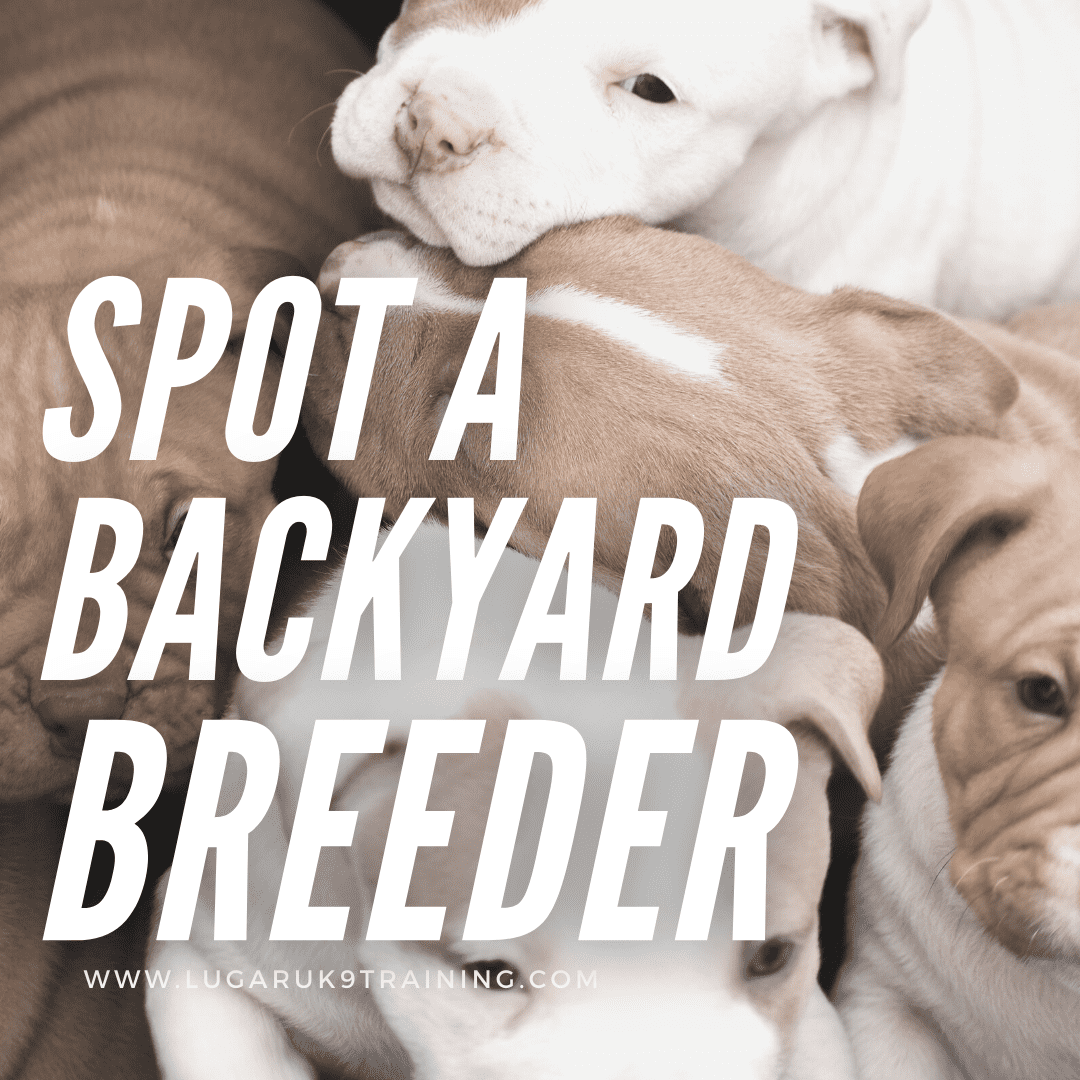 how to tell if someone is a backyard breeder