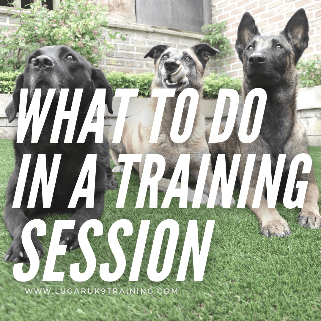 what should i do in a dog training session