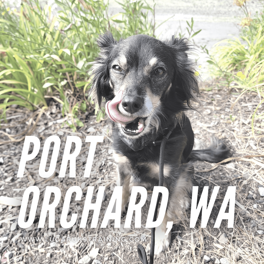 dog friendly port orchard wa