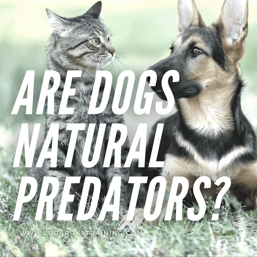 are dogs and cats natural enemies