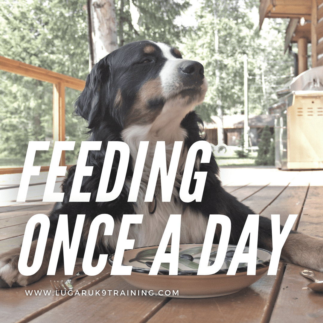 can you feed your dog once per day