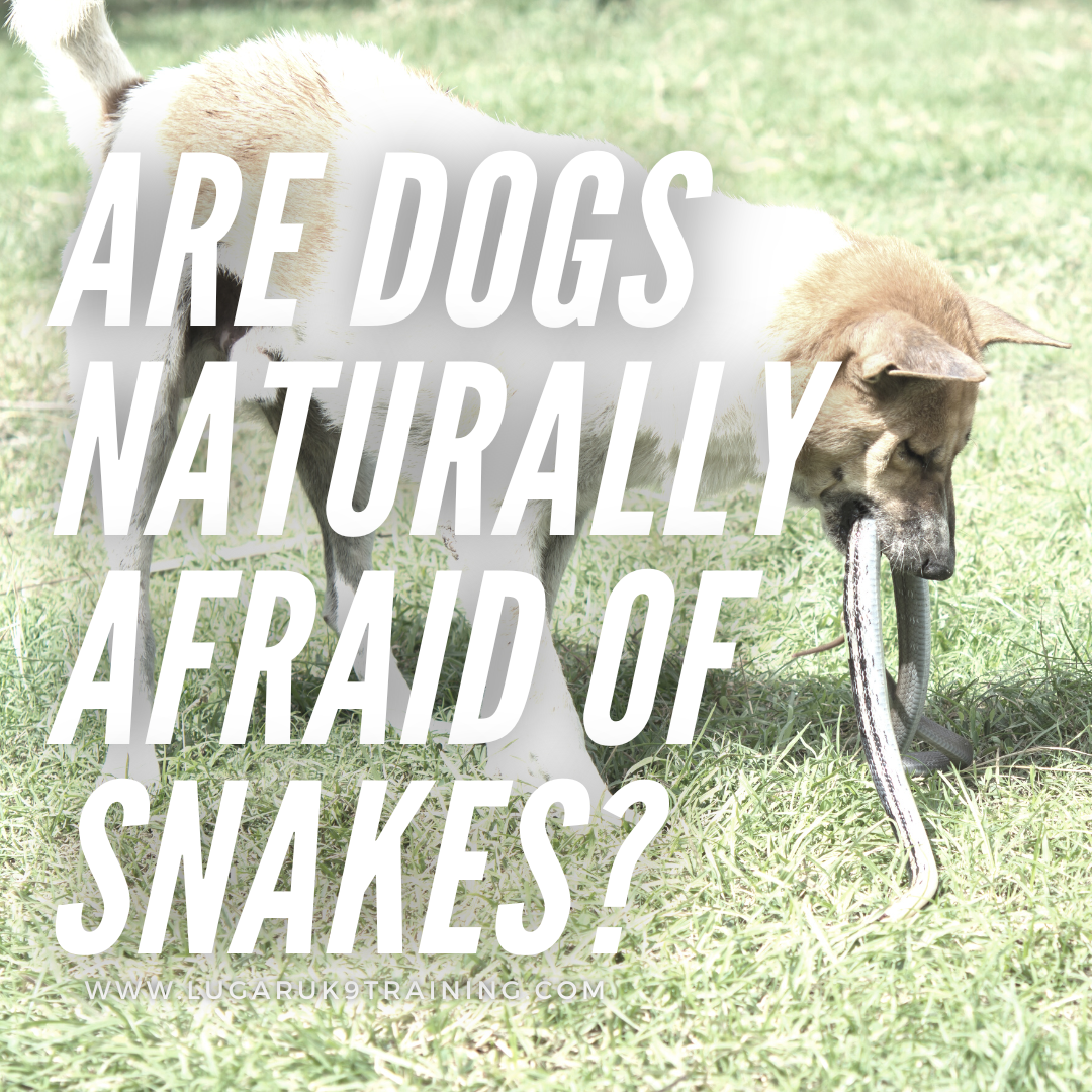 are dogs naturally afraid of snakes