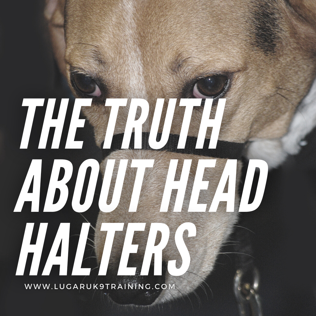 are head halters cruel