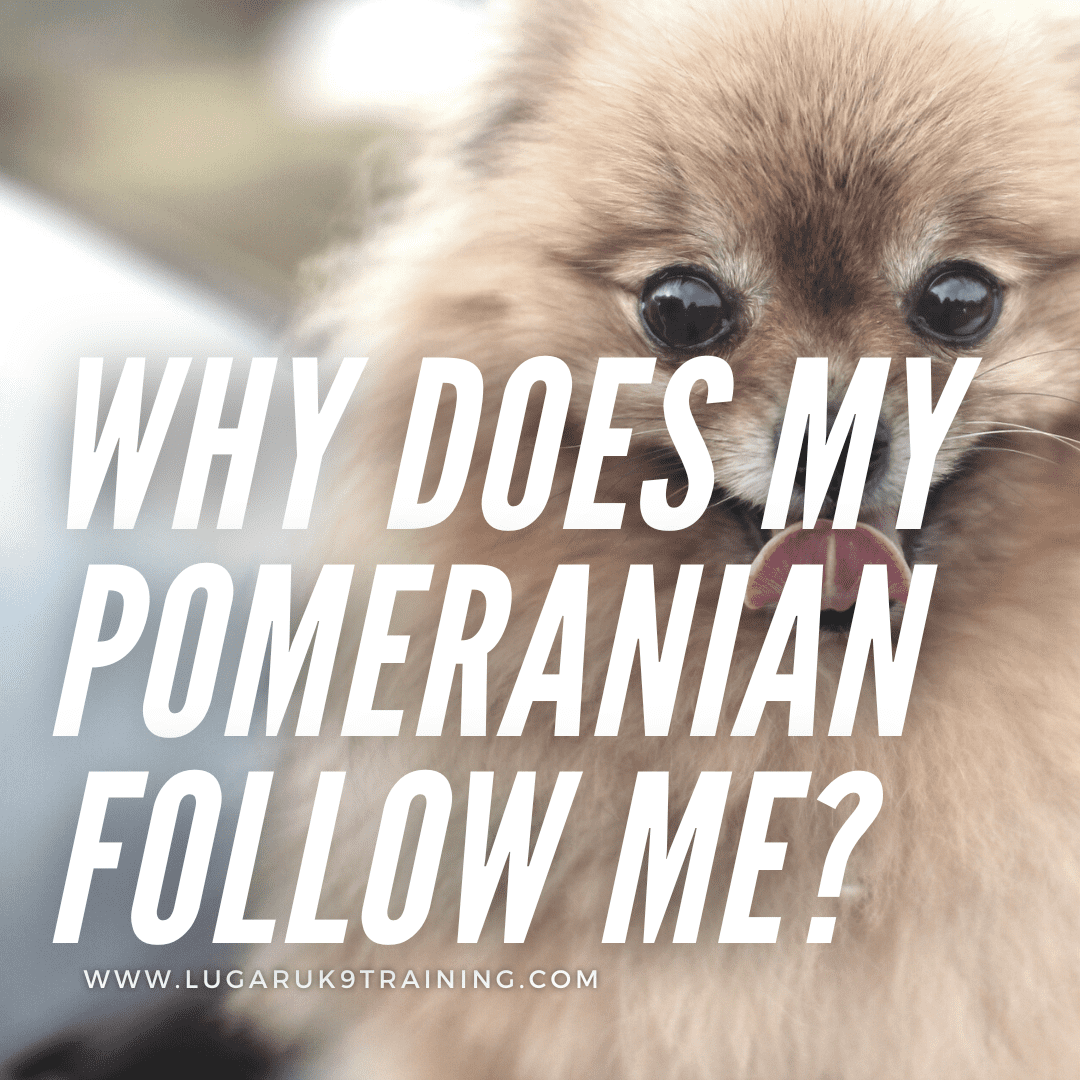 why does my pomeranian follow me everywhere